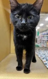 A baby medium-sized female Black Domestic Short Hair cat named Angelicat for adoption in Stowe, PA