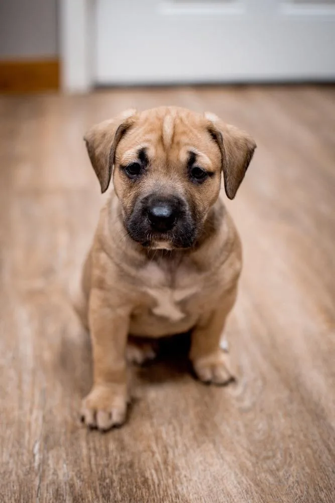 A baby large-sized female Brown / Chocolate Labrador Retriever dog named Barley for adoption in Frankfort, NY