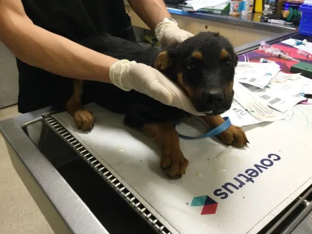 A baby small-sized female Doberman Pinscher dog named Sarabi for adoption in Riverside, CA