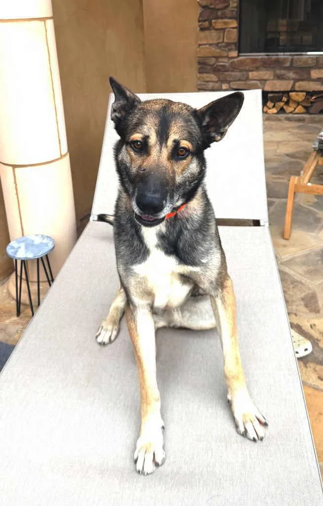 An adult large-sized male Tricolor (Brown, Black, & White) German Shepherd Dog dog named Kamere for adoption in Pleasant Grove, CA