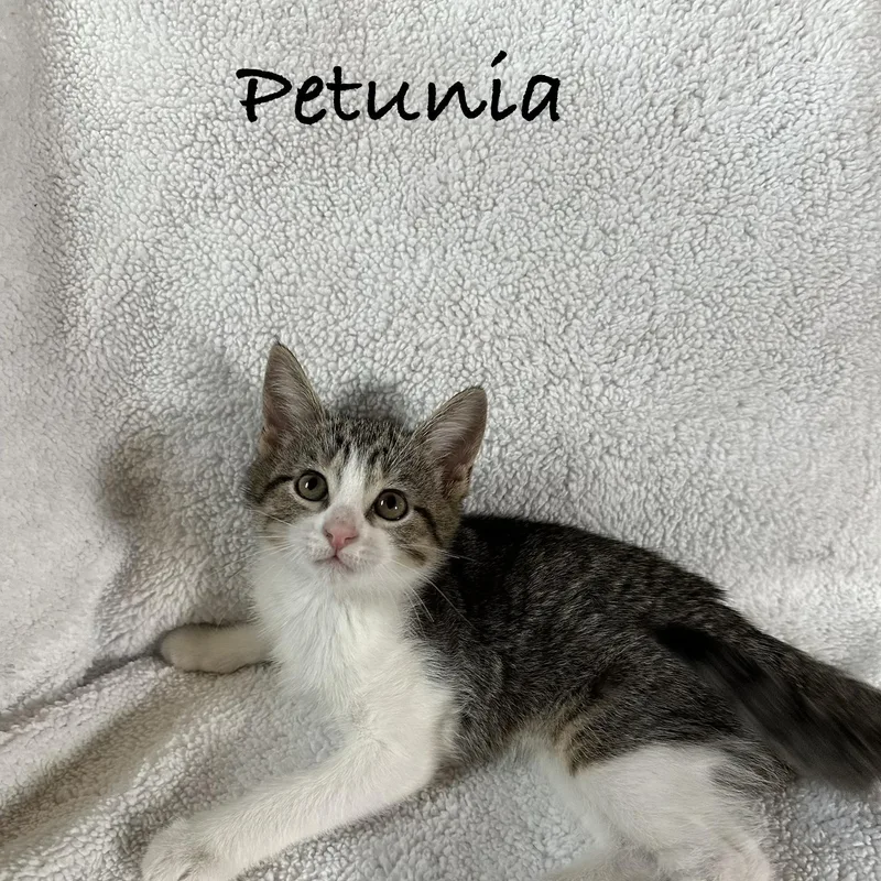 A baby medium-sized female Tabby (Tiger Striped) Domestic Short Hair cat named Petunia for adoption in Maple Shade, NJ