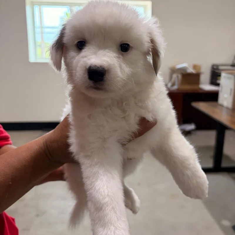 A baby small-sized female White / Cream Husky dog named Elsa for adoption in Harlingen, TX