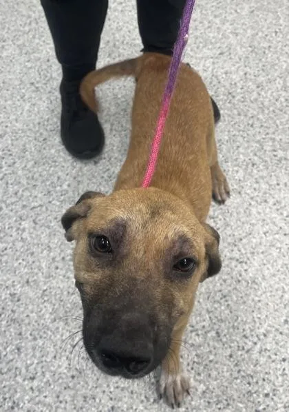 A young medium-sized female Hound dog named Lulu for adoption in Daytona Beach, FL