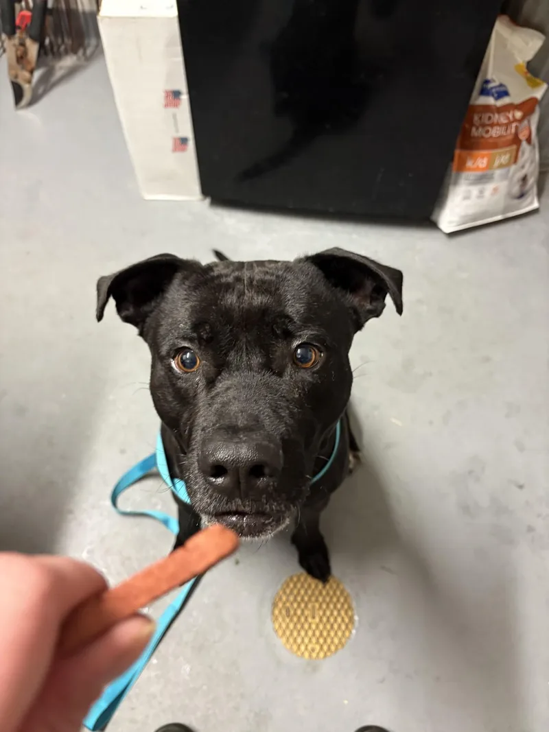 An adult large-sized male Black Pit Bull Terrier dog named Marrakesh for adoption in Ashland, VA