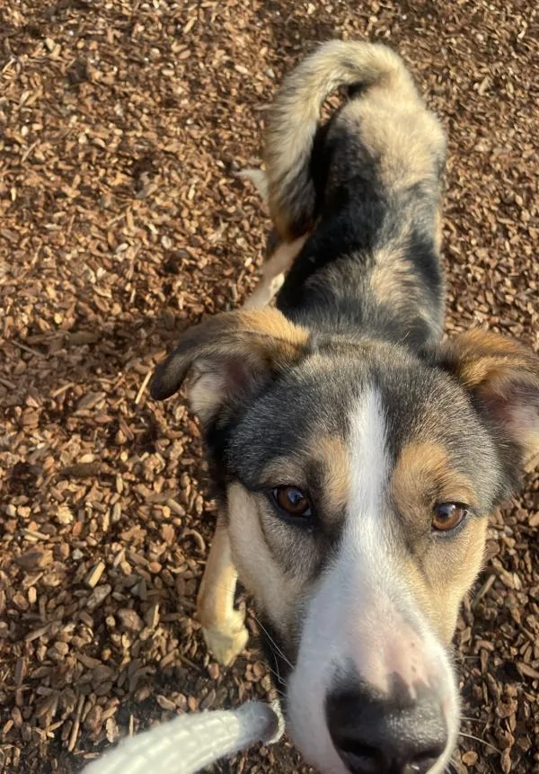 Easterly thumbnail 3