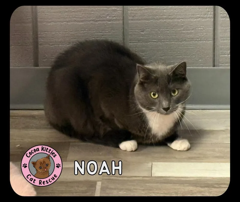A senior large-sized female Domestic Short Hair cat named Noah for adoption in Hershey, PA