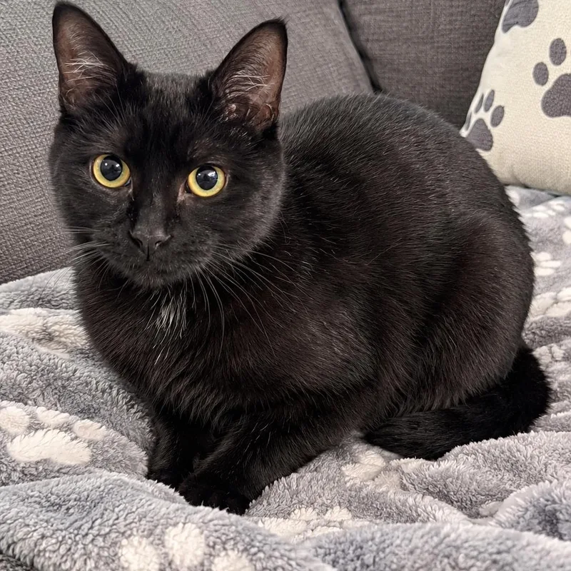 A young small-sized female Domestic Medium Hair cat named Minnie for adoption in Sedalia, MO