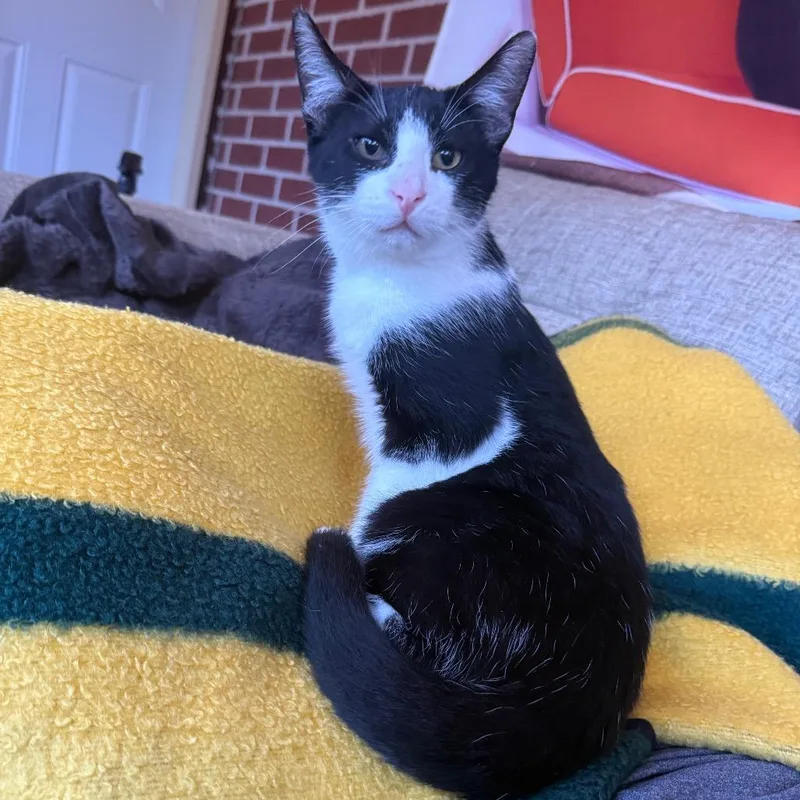 A baby medium-sized male Black Domestic Short Hair cat named Colin Robinson for adoption in Middleton, WI