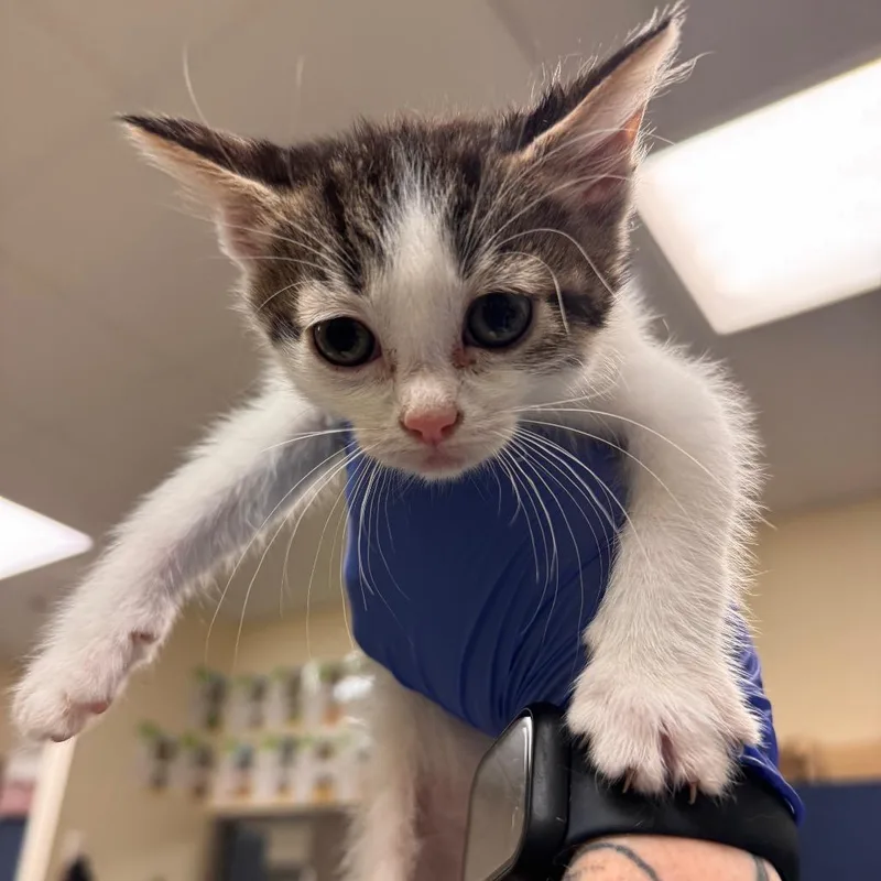 A baby small-sized female White Domestic Short Hair cat named Thelma for adoption in Lynchburg, VA