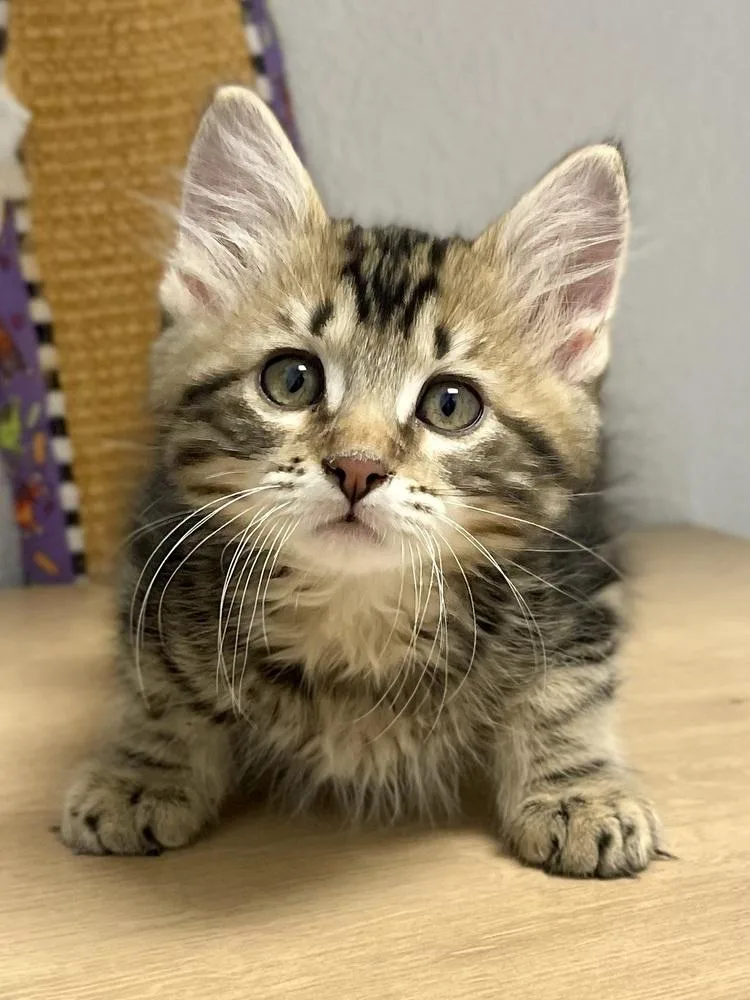 A baby small-sized male Brown / Chocolate Domestic Long Hair cat named Trout for adoption in Jamestown, CA