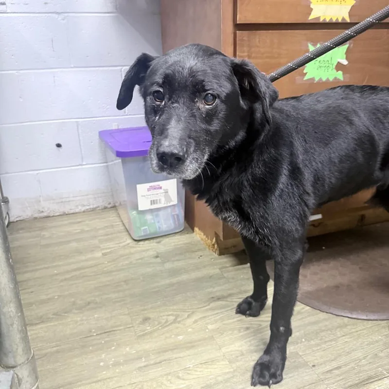 An adult medium-sized female Black Mixed Breed dog named Gemma for adoption in Summerville, SC