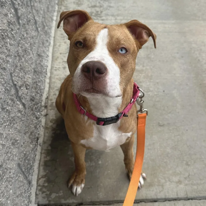 A young medium-sized male Brown / Chocolate Mixed Breed dog named Eeyore for adoption in Pittsburgh, PA