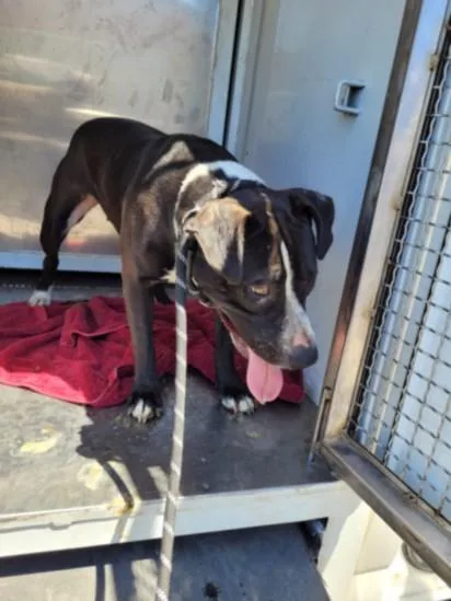 An adult medium-sized female Pit Bull Terrier dog named Sleepy for adoption in San Pedro, CA