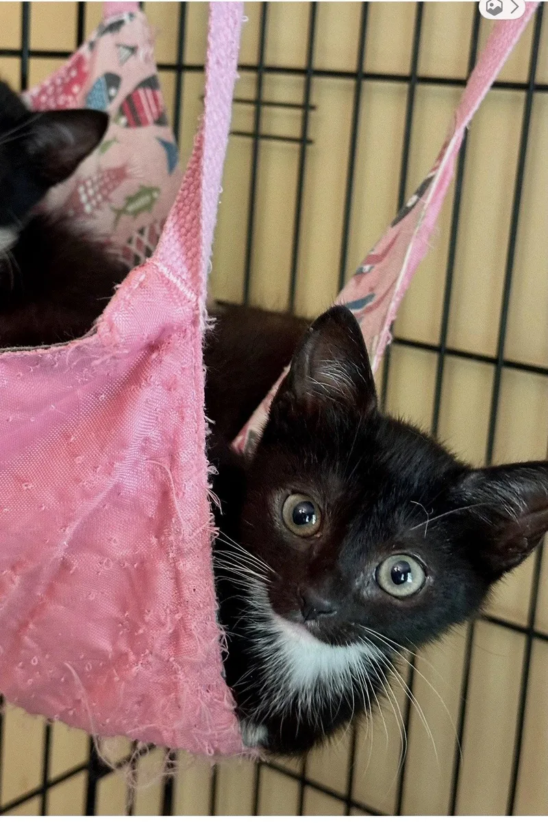 A baby medium-sized female Domestic Short Hair cat named Gemma for adoption in Stewartsville, NJ