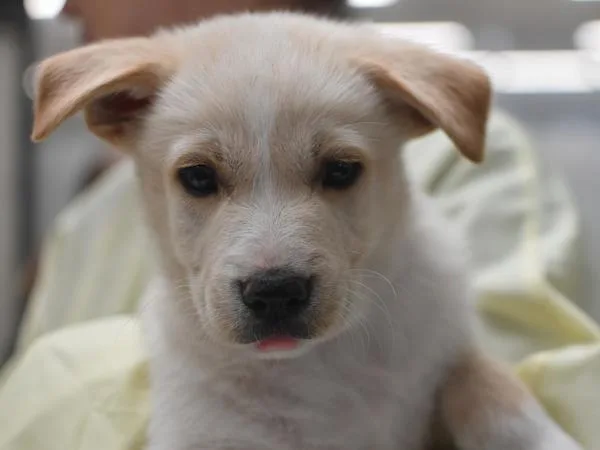 A baby medium-sized male Labrador Retriever dog named Louis for adoption in Portland, OR