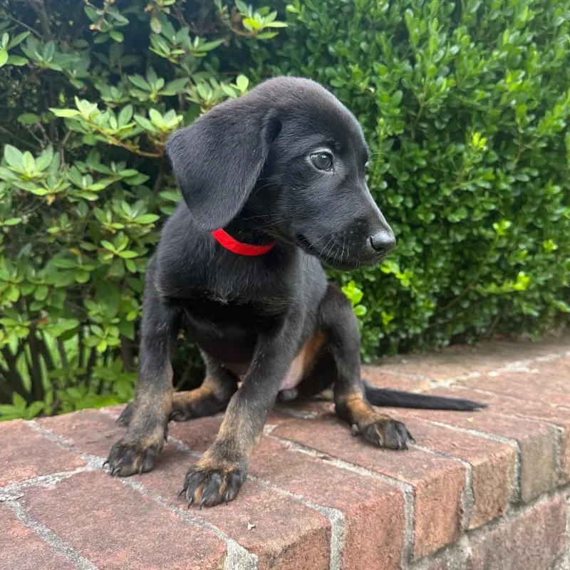 A baby medium-sized female Brown / Chocolate Redbone Coonhound dog named Minnie for adoption in Brownsboro, AL