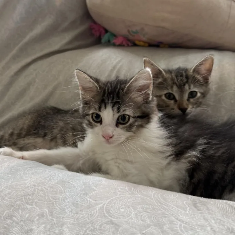 A baby small-sized male White Domestic Medium Hair cat named Onyx for adoption in Houston, TX