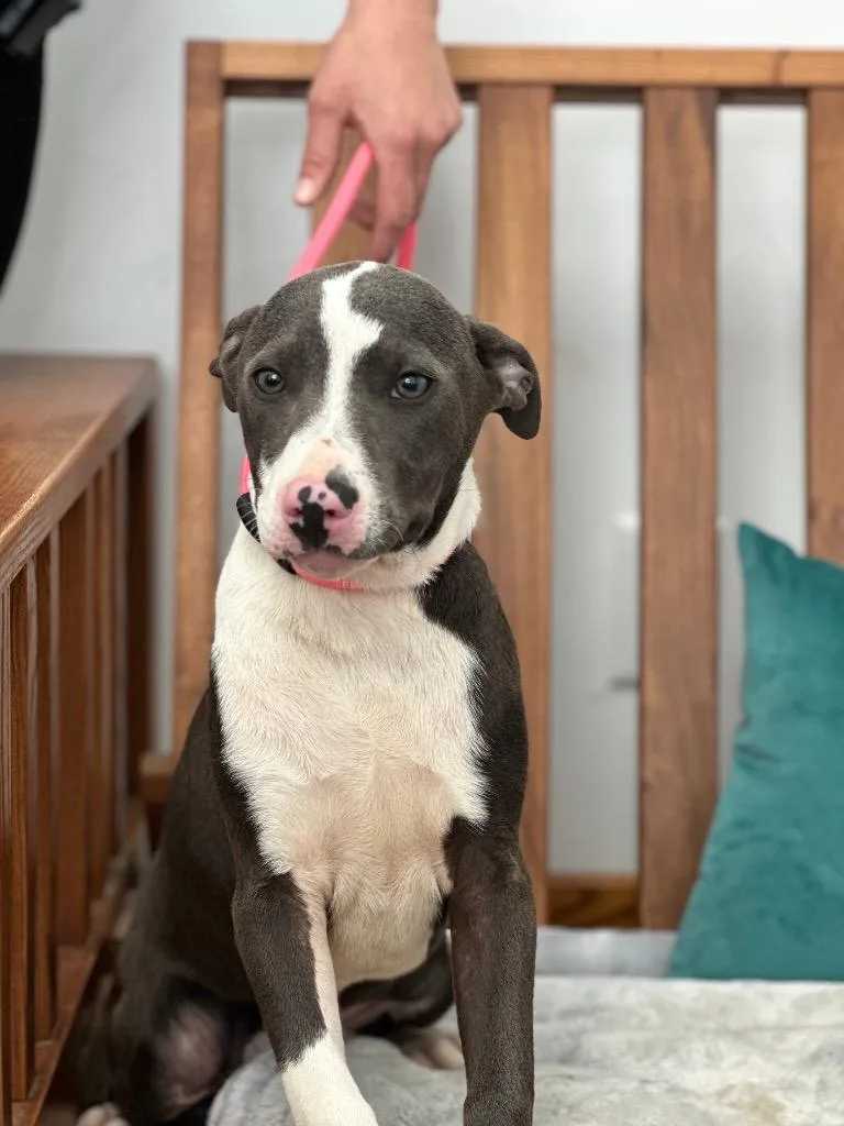 A baby medium-sized male Mixed Breed dog named Clyde for adoption in Cambridge, MD