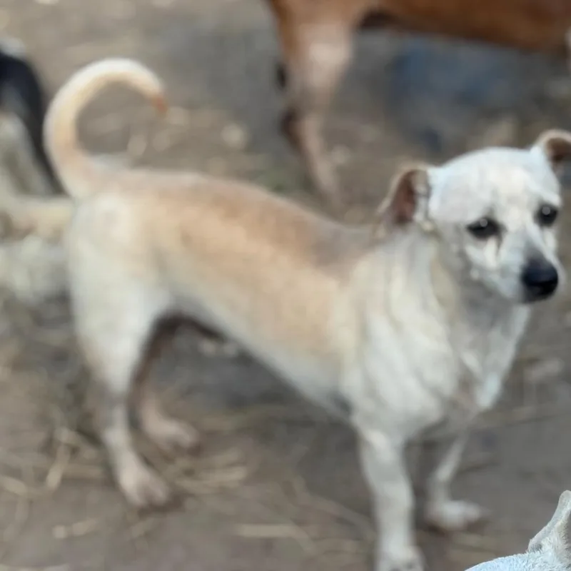 An adult small-sized male Yellow / Tan / Blond / Fawn Chihuahua dog named Starsky for adoption in Anahuac, TX