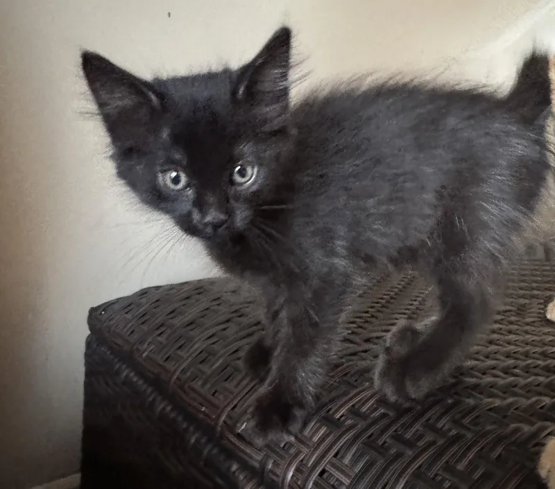 A baby medium-sized female Black Domestic Short Hair cat named Chelsea for adoption in Seal Beach, CA