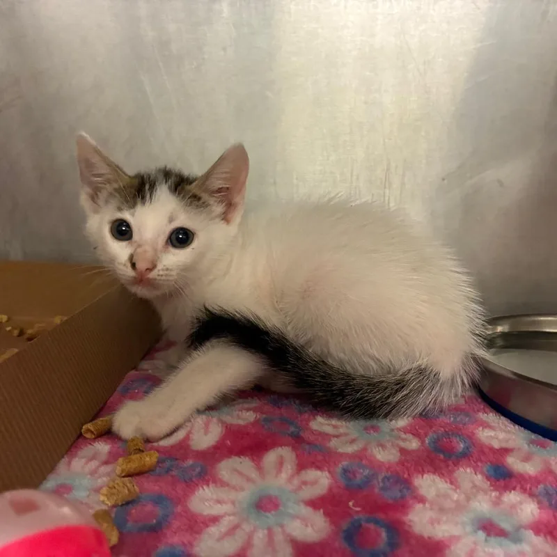 A baby small-sized female Domestic Short Hair cat named Suki for adoption in Edinburg, TX