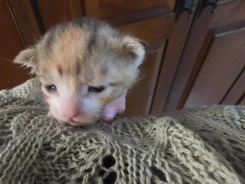 A baby small-sized female Domestic Short Hair cat named Whiskey for adoption in Sidney, NY