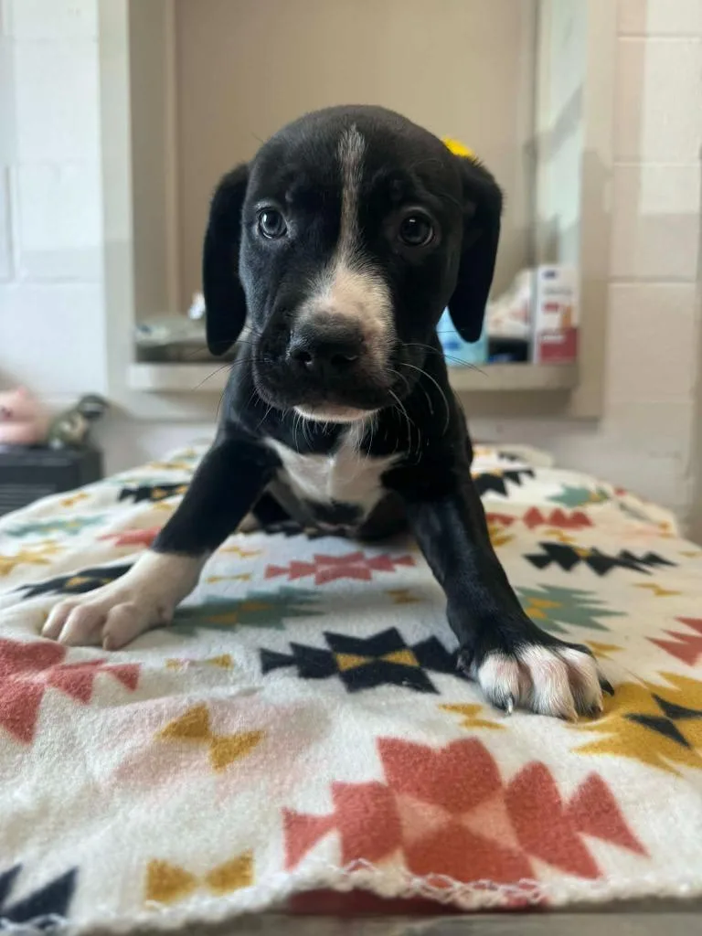 A baby medium-sized male Mixed Breed dog named Scooby for adoption in Marion, OH