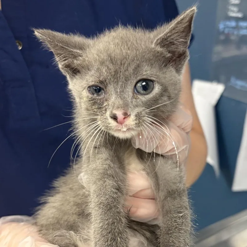 A baby small-sized male Gray / Blue / Silver Domestic Short Hair cat named Stoven for adoption in Newark, NJ