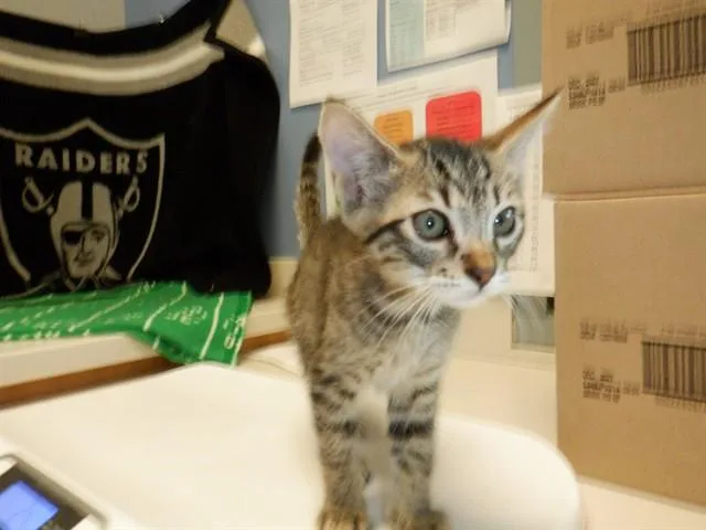 A baby small-sized male Domestic Short Hair cat named Pine for adoption in San Jose, CA