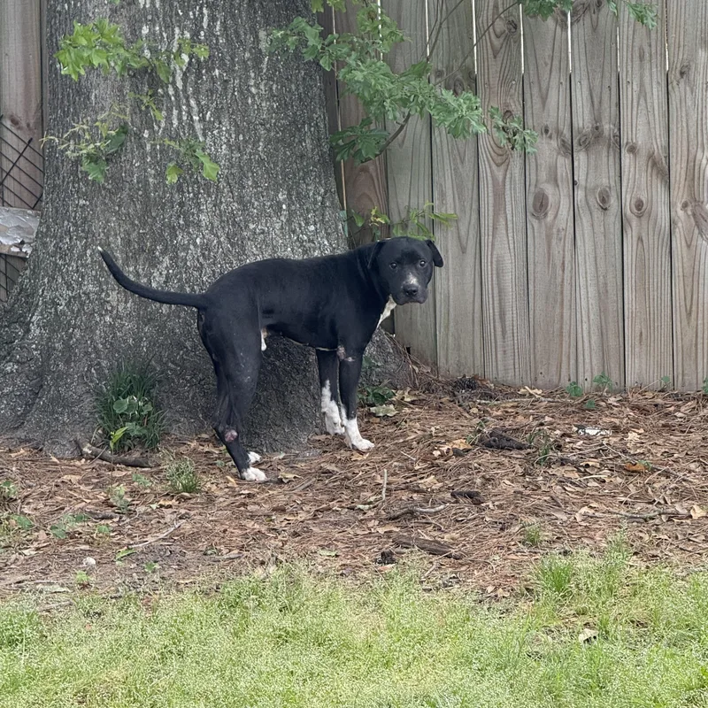 An adult medium-sized male Black Shepherd dog named Carlito for adoption in Annandale, VA