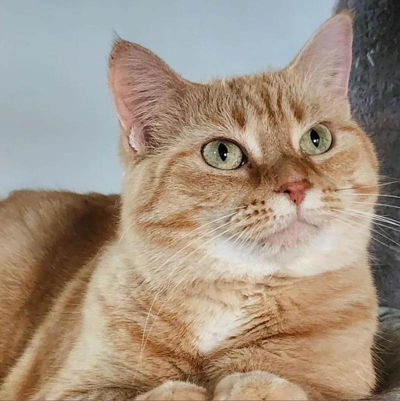 Tigerlily thumbnail 2