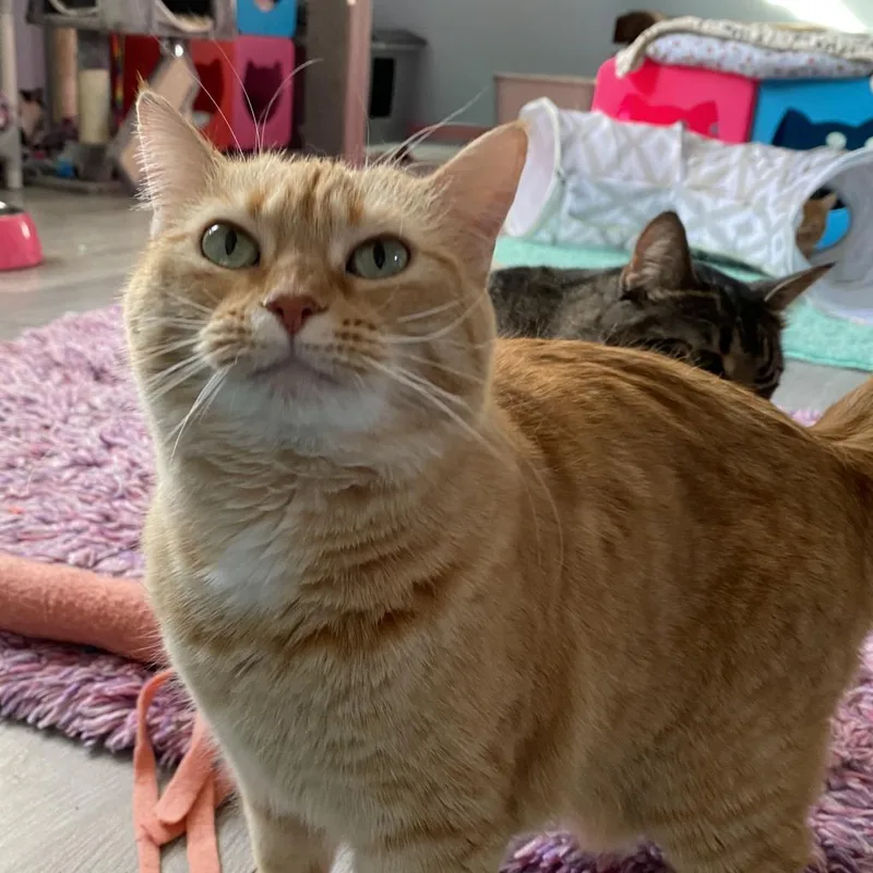 Tigerlily thumbnail 4