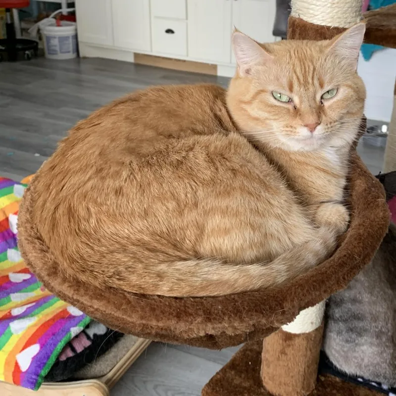 Tigerlily thumbnail 6