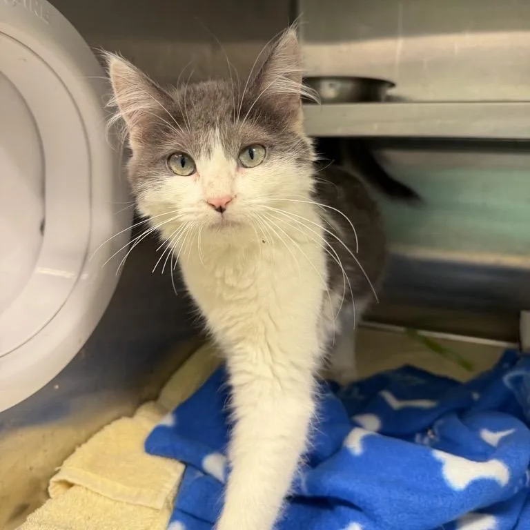 A baby small-sized female Domestic Short Hair cat named Zed for adoption in Los Angeles, CA