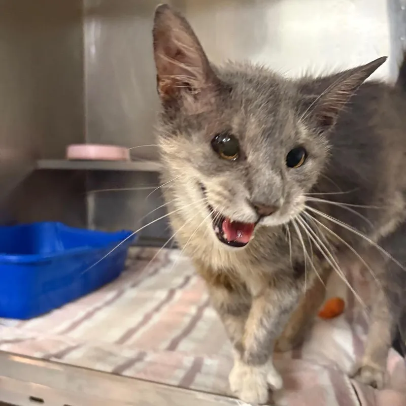 An adult medium-sized female Gray / Blue / Silver Domestic Short Hair cat named Allie for adoption in Springfield, IL