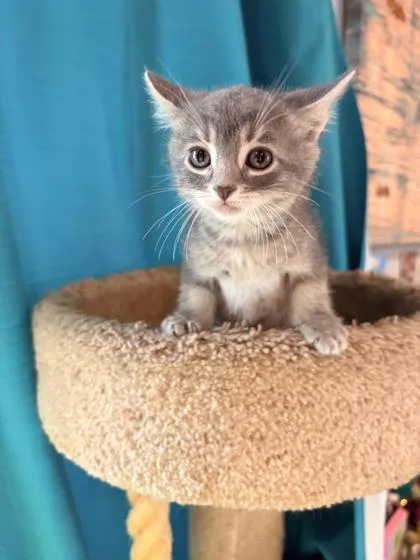 A baby small-sized male Domestic Medium Hair cat named Hookfang for adoption in Paducah, KY