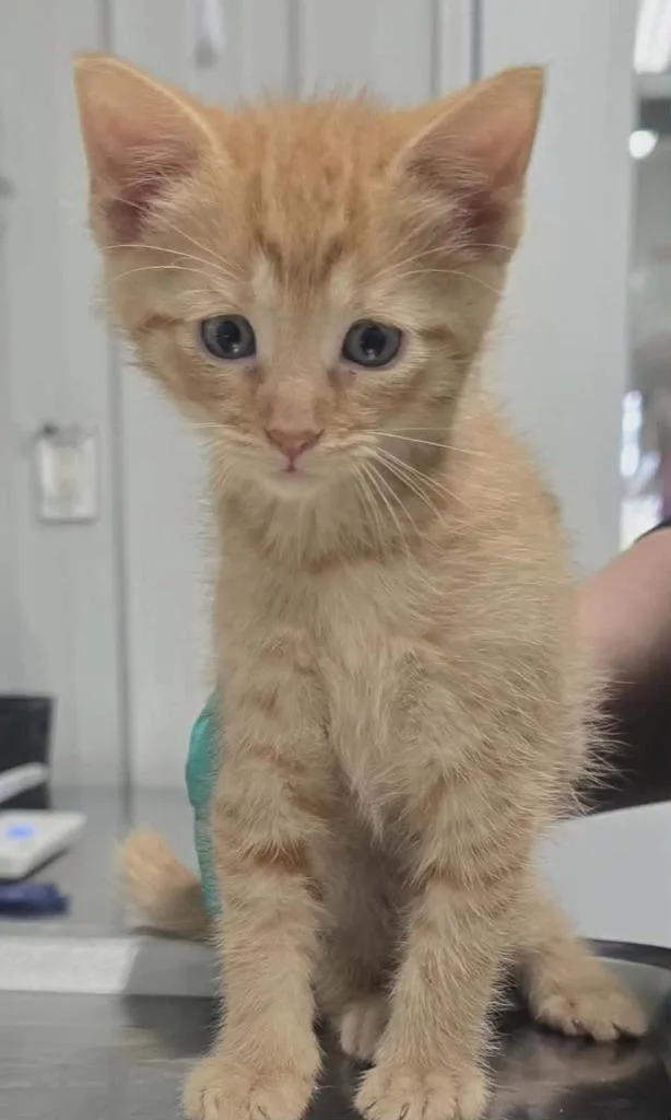 A baby small-sized male Domestic Short Hair cat named Storm for adoption in Hillsdale, IN
