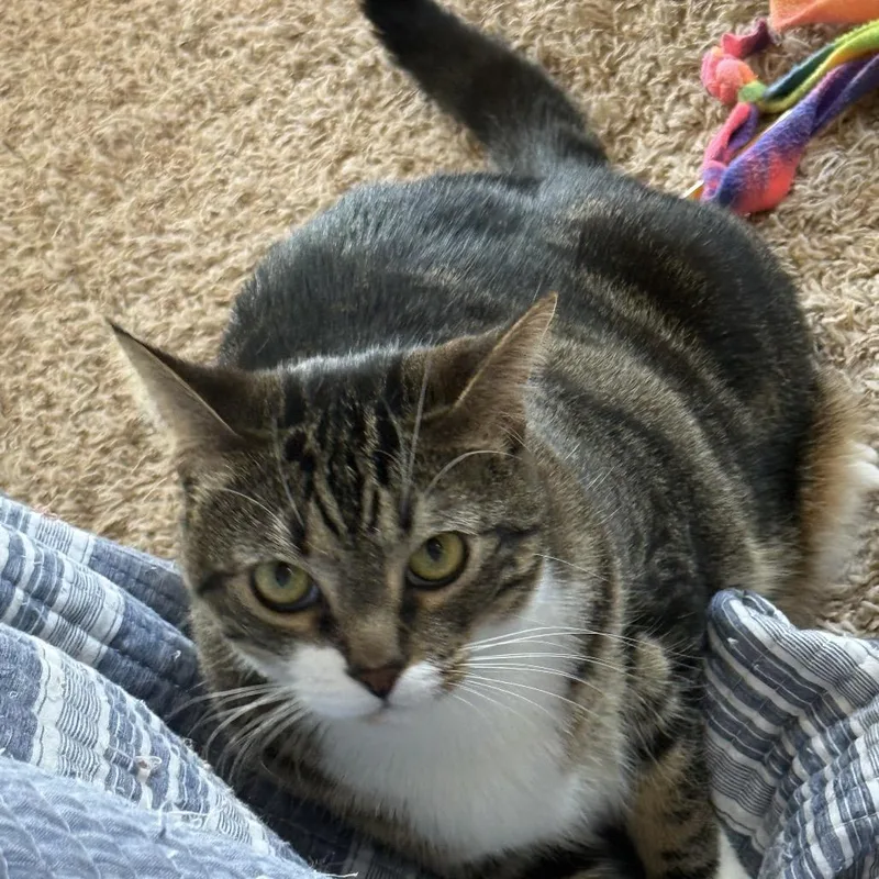 A young small-sized female Gray / Blue / Silver Domestic Short Hair cat named Dinky for adoption in Calimesa, CA
