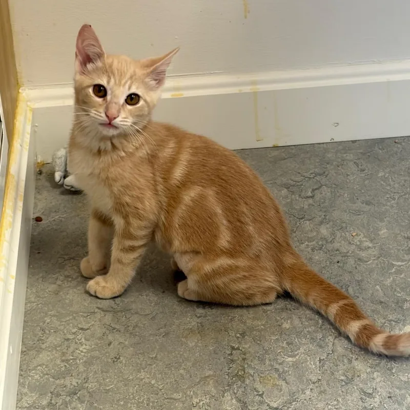 A baby small-sized female Domestic Short Hair cat named Pecan Sandy for adoption in Morrisville, VT