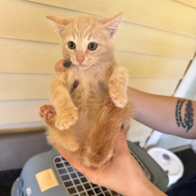 Pecan Sandy thumbnail 3