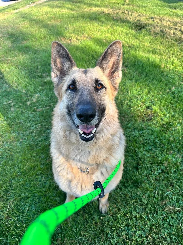 An adult large-sized female German Shepherd Dog dog named Lina for adoption in Blountville, TN