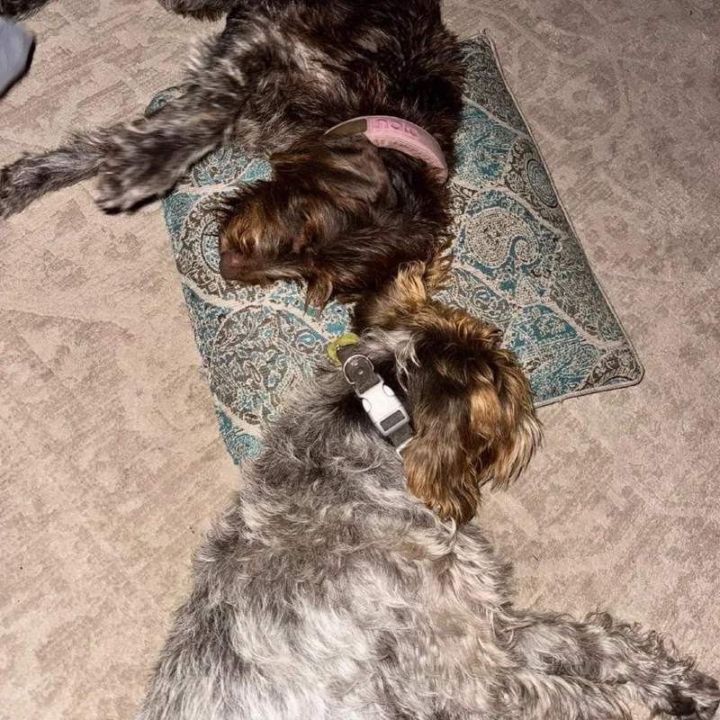 An adult small-sized male Brown / Chocolate Wirehaired Pointing Griffon dog named Ringo Bonded With Cricket for adoption in Santa Rosa, CA