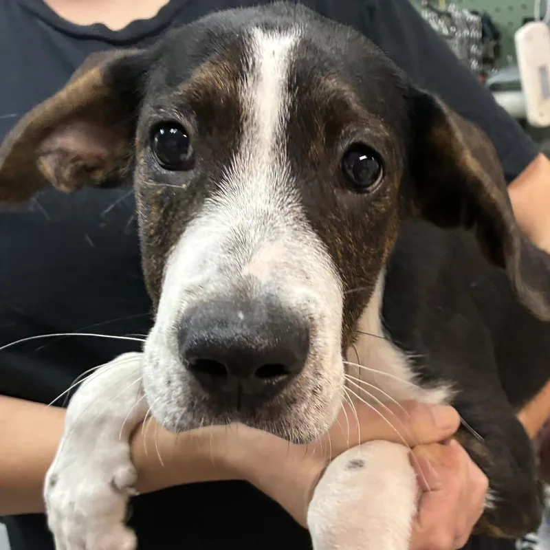 A baby medium-sized male Black Mixed Breed dog named Ribeye for adoption in Alexandria, VA