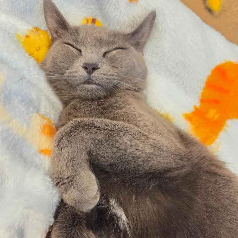 Jessica Rabbit thumbnail 2