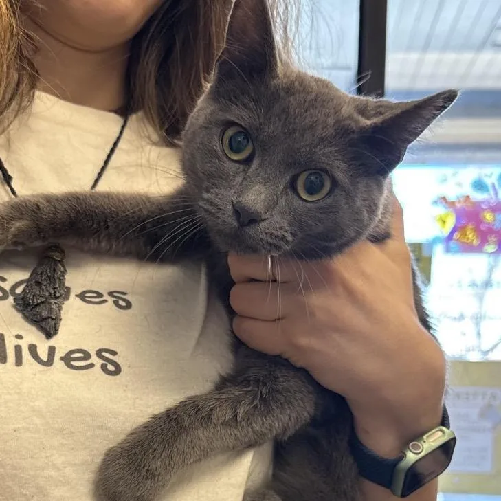 Jessica Rabbit thumbnail 3