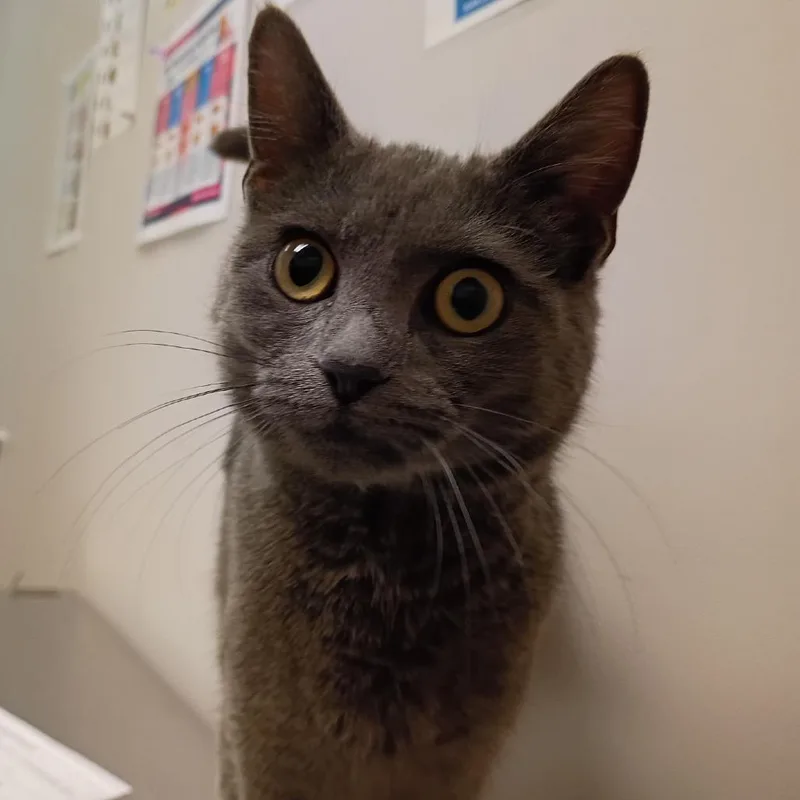 Jessica Rabbit thumbnail 4