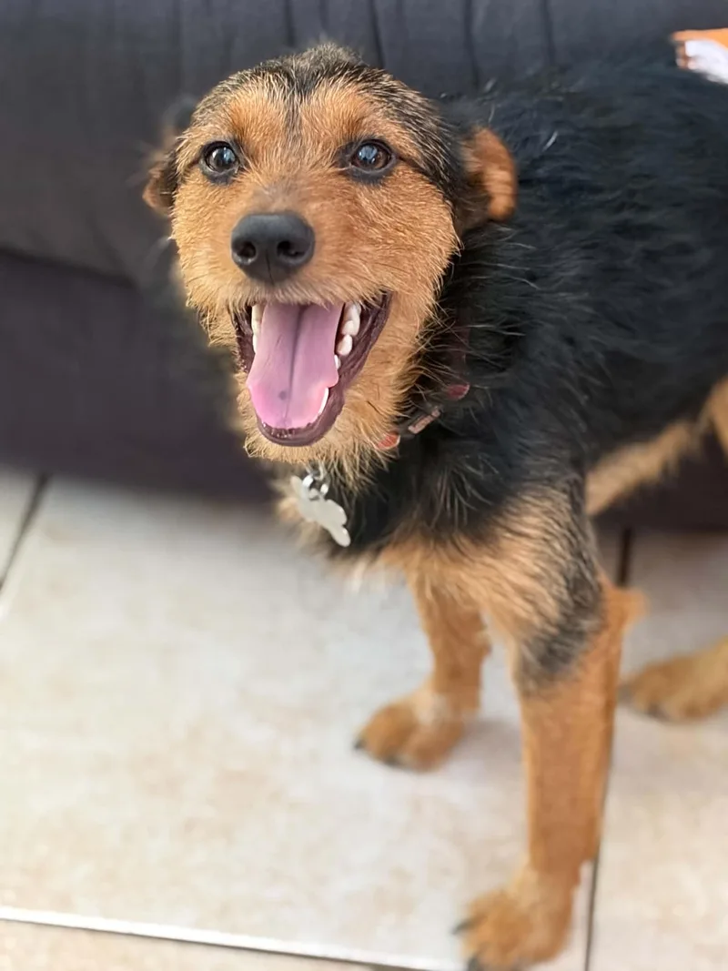 An adult medium-sized male Terrier dog named Teddy Scruff for adoption in Holly Springs, NC