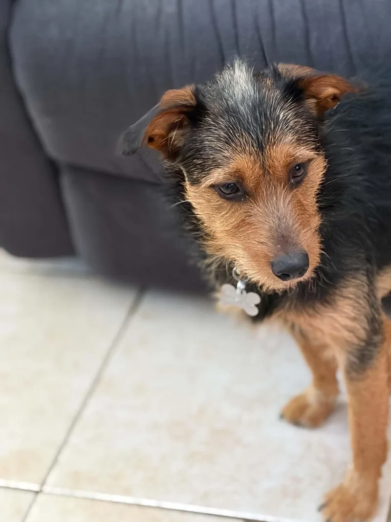 Teddy Scruff thumbnail 2
