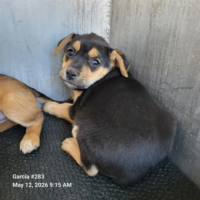 A baby small-sized female American Staffordshire Terrier dog named Spark for adoption in San Antonio, TX