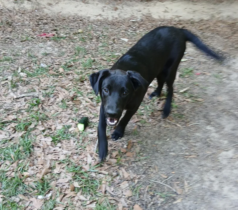 A young medium-sized male Black Labrador Retriever dog named Tucker for adoption in Kiln, MS